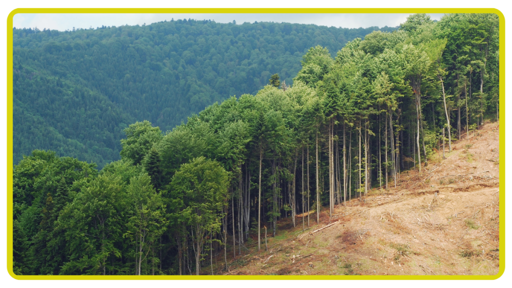 Dairy-Land-Deforestation