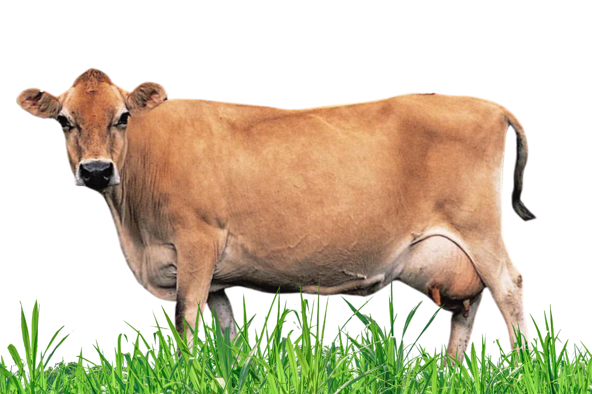 Jersey-Cow