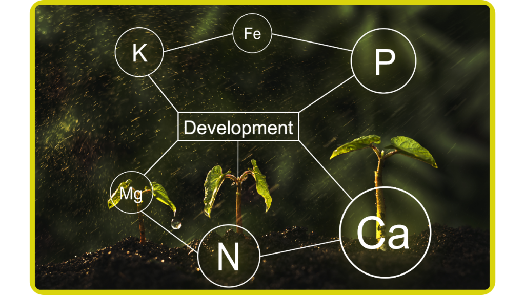 Nutrient-Management-Strategy