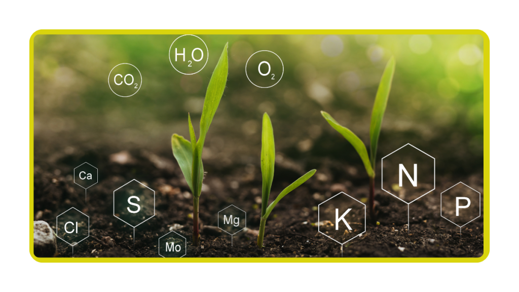 Nutrients-for-Plant-Growth