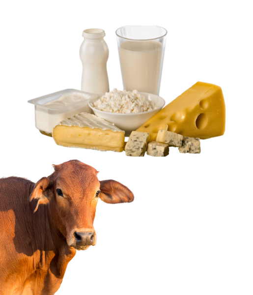 Ozoic-Dairy-Products