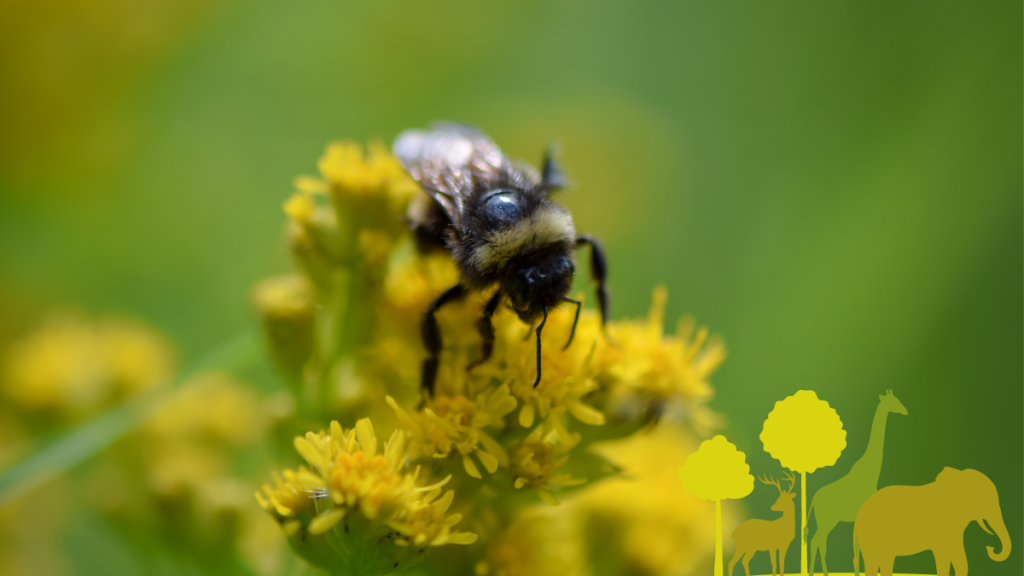 regenerative-farming-biodiversity